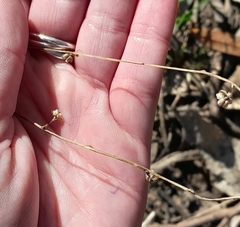 Arthropodium milleflorum