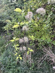Clematis virginiana