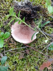 Hydnellum peckii