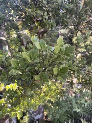 Phyllocladus alpinus