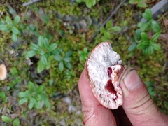 Hydnellum peckii