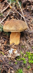 Boletaceae