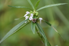 Zonamegilla