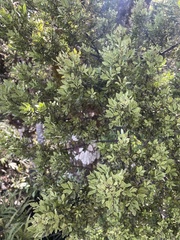 Phyllocladus alpinus