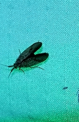 Trichoptera