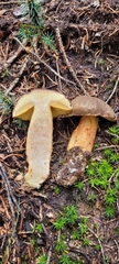 Boletaceae