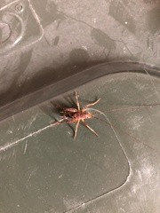 Macropathinae