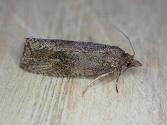 Endothenia