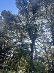 Phyllocladus alpinus