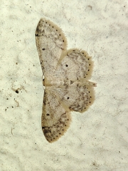Idaea biselata