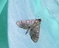 Herpetogramma aeglealis