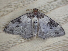 Xanthorhoe fluctuata