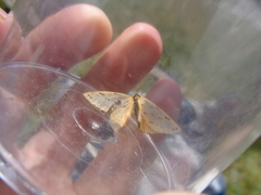 Setina irrorella