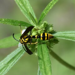 Phimenes flavopictus