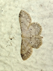 Idaea biselata