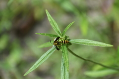 Phimenes flavopictus