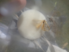 Setina irrorella