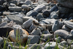 Calidris tenuirostris