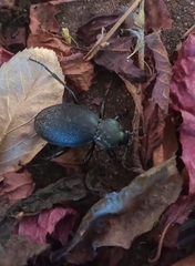 Carabus coriaceus