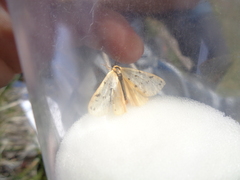 Setina irrorella