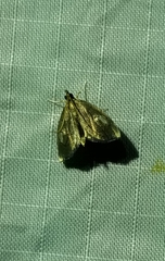 Perispasta caeculalis