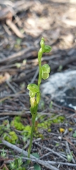 Pterostylis mutica