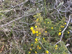 Hibbertia hypericoides hypericoides