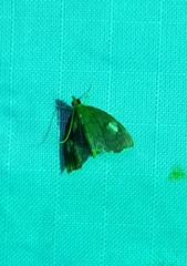 Perispasta caeculalis