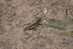 Chorthippus dorsatus