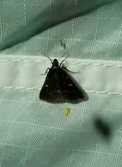 Tetanolita mynesalis