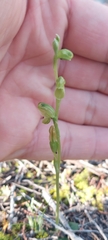 Pterostylis mutica