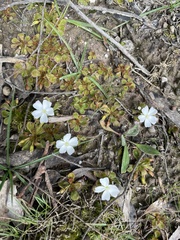 Drosera aberrans