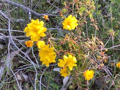 Hibbertia hypericoides hypericoides