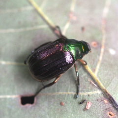 Mimela costata