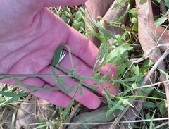 Wahlenbergia gracilis