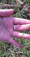 Wahlenbergia gracilis