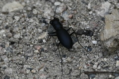 Dromochorus belfragei