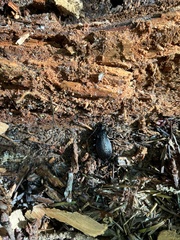 Carabus hortensis