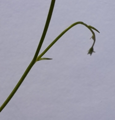 Wahlenbergia gracilis