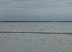 Charadriiformes