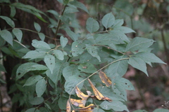 Euonymus verrucosus