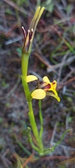 Diuris palustris