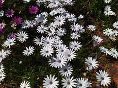 Osteospermum