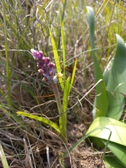 Lachenalia