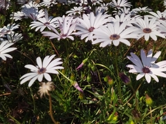 Osteospermum