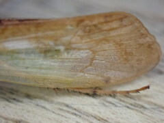 Limnephilus