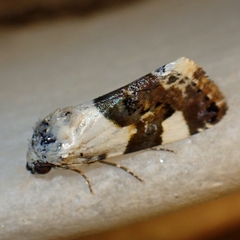 Acontia lucida