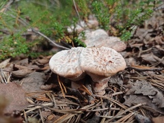 Hydnellum peckii