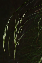 Bromus morrisonensis