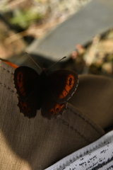 Erebia montanus